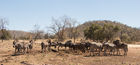 Zebras and wildebeests