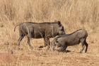 Warthogs