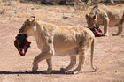 Lions at lunchtime