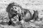 Lion at lunchtime