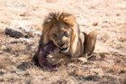 Lion at lunchtime