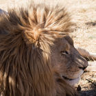 Lion at lunchtime