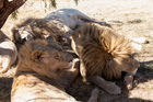 Lions having a rest