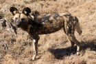Wild dog