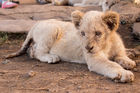 A lion cub