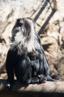 Lion-tailed macaque
