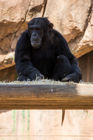 Chimp