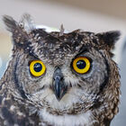 Spotted eagle owl