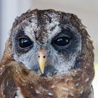 African wood owl