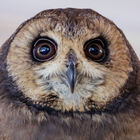 African marsh owl