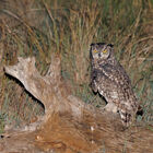 Spotted eagle owl