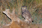 Spotted eagle owl