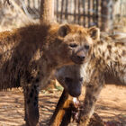 Spotted  hyenas