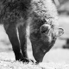Spotted hyena