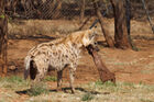 Spotted hyena
