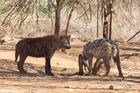 Spotted hyena