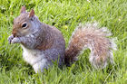 Grey squirrel in Green Park