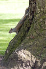 Grey squirrel in Green Park