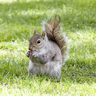Grey squirrel in Green Park