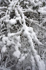 Snow on branches