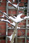 Snow on branches