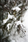 Snow on branches