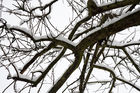 Branches in the snow