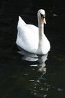 A swan near Wapping