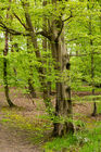 Gobions Wood Nature Reserve