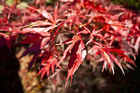 Acer Palmatum Suminagashi