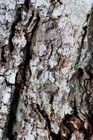 Tree bark