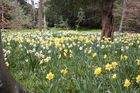 Field of daffodils