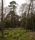 Field of daffodils