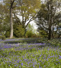 Bluebells