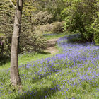 Bluebells