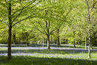 Bluebells