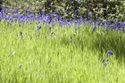 Bluebells