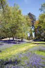 Bluebells