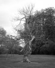 Tree in Wimpole gardens