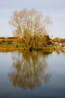 Tree's reflection by Caen Hill Locks