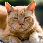 Cat nearby Lulworth Cove