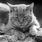 Cat nearby Lulworth Cove