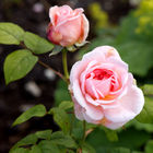 Arundel Castle - Cutting Garden