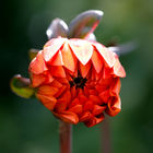 Arundel Castle - Cutting Garden