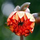 Arundel Castle - Cutting Garden