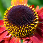 Arundel Castle - Cutting Garden