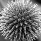 Arundel Castle - Cutting Garden