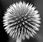 Arundel Castle - Cutting Garden
