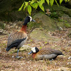 Arundel Wetland Centre