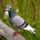 Pigeon at Arundel Wetland Centre